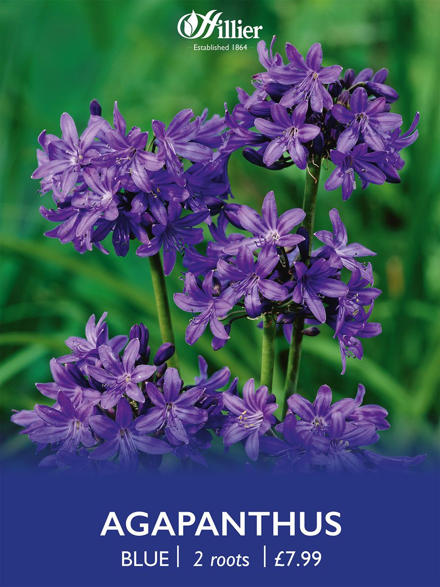 8718641997352 1 Agapanthus Blue.jpg